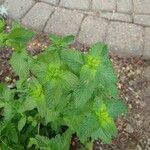 Mentha spicata 葉