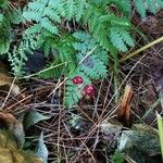Rubus pedatus Fruto