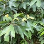 Sassafras albidum Hostoa