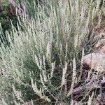 Sesamoides purpurascens 形態