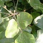 Erythrina abyssinica Foglia
