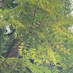 Ailanthus altissimaFolha