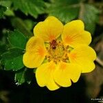 Potentilla brauneana Blomst