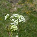 Seseli annuum Blüte