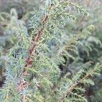 Juniperus communisLeht