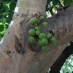 Ficus sur Bark