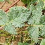 Erodium laciniatum Foglia