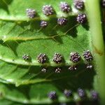 Thelypteris madagascariensis Leaf