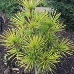 Sciadopitys verticillata Likasa