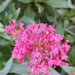 Centranthus ruberFlor