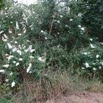 Buddleja albifloraHabit