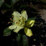 Rhododendron fletcherianum Flor