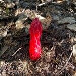 Sarcodes sanguinea Yaprak