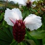Cheilocostus speciosus Blüte