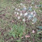 Pentas lanceolataFleur