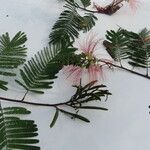 Calliandra houstoniana Hoja