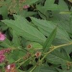 Spiraea japonica Ліст