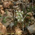 Torilis leptophylla Hábito