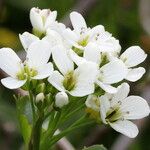 Cardamine asarifolia ফুল