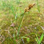 Carex arenaria ফুল