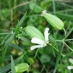 Silene procumbens Çiçek