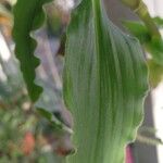 Tinantia erecta Blatt