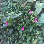 Strobilanthes hamiltoniana Alkat (teljes növény)