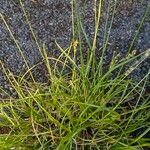 Carex divulsa Habit