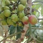 Pourouma guianensis Frukt