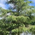 Cupressus pendula Blatt