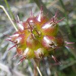 Oenanthe globulosa Fruit