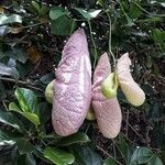 Aristolochia giganteaKvet