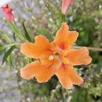 Diplacus aurantiacus 花