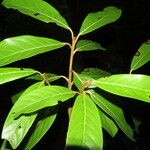 Nectandra cissiflora ᱥᱟᱠᱟᱢ