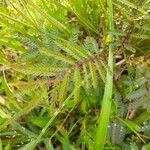 Mimosa quadrivalvis Leaf