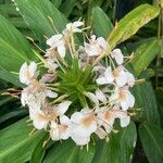 Hedychium flavescens Blomma