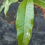 Tabernaemontana persicariifolia Leaf