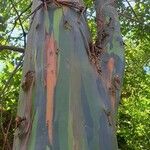 Eucalyptus deglupta Bark