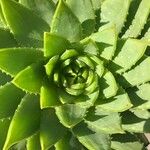 Aloe polyphylla Blad