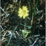 Pinguicula lutea Staniste