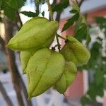 Koelreuteria paniculata ഫലം