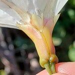 Merremia dissecta Flower