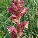 Orobanche alba Цветок