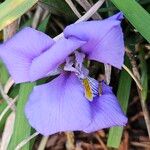 Iris unguicularis 花