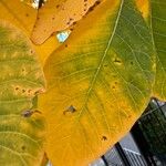 Cotinus obovatus Folha