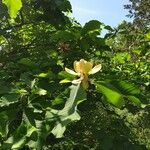 Magnolia hypoleuca Blüte