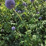 Echinops bannaticus Libunga