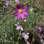 Cosmos bipinnatusFlor