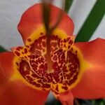 Tigridia pavonia Blüte