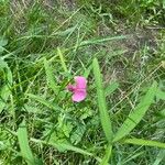 Lathyrus sylvestrisFlower